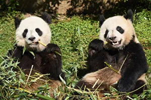Giant panda (Ailuropoda melanoleuca) female and juvenile cub aged 2 years, feeding on Bamboo Giant panda (Ailuropoda melanoleuca) female and juvenile cub aged 2 years, feeding on Bamboo