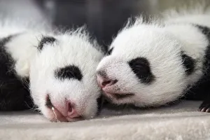 Giant panda (Ailuropoda melanoleuca) female cubs aged 1 month in incubator Giant panda (Ailuropoda melanoleuca) female cubs aged 1 month in incubator