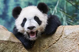 Giant panda (Ailuropoda melanoleuca) cub yawning. Yuan Meng Giant panda (Ailuropoda melanoleuca) cub yawning. Yuan Meng