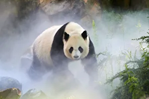 Giant panda (Ailuropoda melanoleuca) female, Huan Huan, out in her enclosure in mist Giant panda (Ailuropoda melanoleuca) female, Huan Huan, out in her enclosure in mist