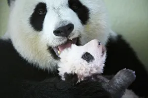 Giant panda (Ailuropoda melanoleuca) female, Huan Huan, holding baby, aged two months Giant panda (Ailuropoda melanoleuca) female, Huan Huan, holding baby, aged two months