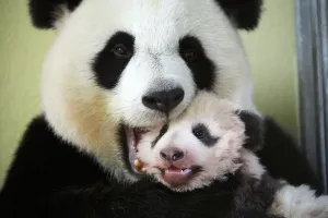 Giant panda (Ailuropoda melanoleuca) female, Huan Huan, holding baby age three months Giant panda (Ailuropoda melanoleuca) female, Huan Huan, holding baby age three months
