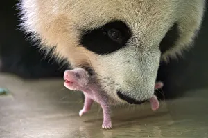 Giant panda (Ailuropoda melanoleuca) female, Huan Huan, picking up her baby age 8 days Giant panda (Ailuropoda melanoleuca) female, Huan Huan, picking up her baby age 8 days
