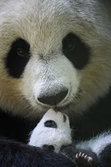 Giant panda (Ailuropoda melanoleuca) female, Huan Huan, holding cub aged one month Giant panda (Ailuropoda melanoleuca) female, Huan Huan, holding cub aged one month