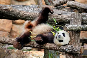 Giant panda (Ailuropoda melanoleuca) male, Yuan Zi, lying on climbing frame eating bamboo Giant panda (Ailuropoda melanoleuca) male, Yuan Zi, lying on climbing frame eating bamboo