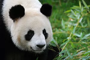 Images Dated 10th April 2012: Giant panda (Ailuropoda melanoleuca) portrait, captive, Zoo Parc de Beauval, France