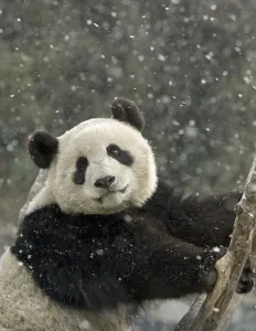 Giant panda (Ailuropoda melanoleuca) portrait, in falling snow. Captive bred, in enclosure Giant panda (Ailuropoda melanoleuca) portrait, in falling snow. Captive bred, in enclosure
