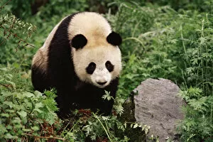 Images Dated 8th May 2003: Giant panda {Ailuropoda melanoleuca} Qionglai Mts, Sichaun, China