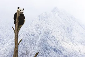 Giant panda (Ailuropoda melanoleuca) at the top of a tree, Sichuan, China, January Giant panda (Ailuropoda melanoleuca) at the top of a tree, Sichuan, China, January