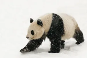 Giant panda (Ailuropoda melanoleuca) walking in the snow, captive (born in 2000) Giant panda (Ailuropoda melanoleuca) walking in the snow, captive (born in 2000)