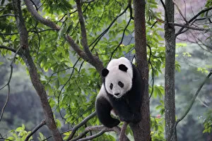 Giant panda climbing in a tree (Ailuropoda Melanoleuca) Bifengxia Giant Panda Breeding