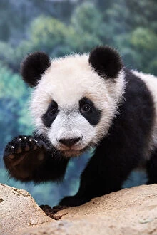 Carnivora Gallery: Giant panda cub (Ailuropoda melanoleuca) portrait Yuan Meng, first giant panda ever born in France