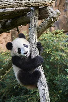 Giant Panda cub (Ailuropoda melanoleuca) climbing.Yuan Meng Giant Panda cub (Ailuropoda melanoleuca) climbing.Yuan Meng