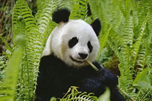 Images Dated 21st November 2003: Giant panda feeding {Ailuropoda melanoleuca} Qionglai mtns, Sichuan, China