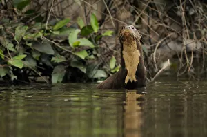 Giant river otter (Pteronura brasiliensis) in Yavari River, wild, Amazonian rainforest Giant river otter (Pteronura brasiliensis) in Yavari River, wild, Amazonian rainforest