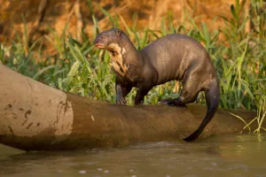 Giant River Otter (Pteronura brasiliensis) playing on falling log, in the Pantanal NP Giant River Otter (Pteronura brasiliensis) playing on falling log, in the Pantanal NP