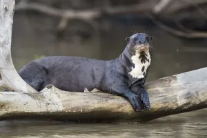 Giant river otter (Pteronura brasiliensis) resting on fallen tree trunk above Cuiaba River Giant river otter (Pteronura brasiliensis) resting on fallen tree trunk above Cuiaba River