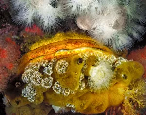 A Giant rock scallop (Crassadoma gigantea) encrusted with A Giant rock scallop (Crassadoma gigantea) encrusted with