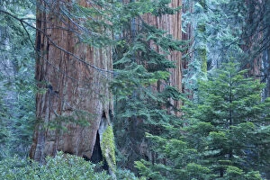 Coniferae Gallery: Giant sequoia (Sequoiadendron giganteum) trees in Sequoia National Park, California