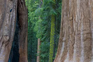 Giant Sequoia (Sequoiadendron giganteum) in Sequoia National Park, California, USA Giant Sequoia (Sequoiadendron giganteum) in Sequoia National Park, California, USA