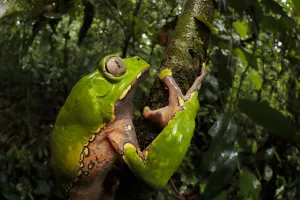 Giant waxy monkey frog (Phyllomedusa bicolor). Lowland Amazon rainforest Giant waxy monkey frog (Phyllomedusa bicolor). Lowland Amazon rainforest