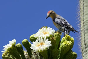 Caryophyllales Gallery: Gila woodpecker (Melanerpes uropygialis) male feeding on nectar in Saguaro cactus blossom