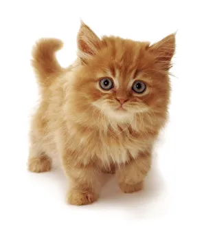 Ginger Domestic cat kitten {Felis catus} UK Ginger Domestic cat kitten {Felis catus} UK