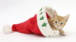 Ginger kitten, age 8 weeks, in Father Christmas hat Ginger kitten, age 8 weeks, in Father Christmas hat