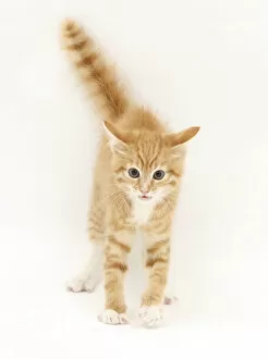 Images Dated 8th December 2009: Ginger kitten with tail in the air