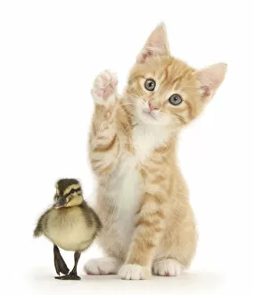 Blue Eyes Gallery: Ginger kitten, Tom, age 8 weeks reaching up a paw with a mallard duckling in front