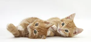 Two ginger kittens lying on their sides Two ginger kittens lying on their sides
