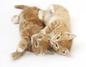 Two ginger kittens rolling playfully on their sides Two ginger kittens rolling playfully on their sides