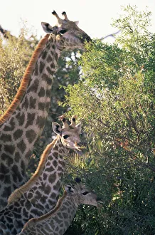 Giraffe family feeding {Giraffa camelopardalis} Moremi Reserve, Botswana Giraffe family feeding {Giraffa camelopardalis} Moremi Reserve, Botswana