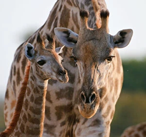 Images Dated 3rd July 2010: Giraffe (Giraffa camelopardalis) female bending down to calf, Okavango Delta, Botswana