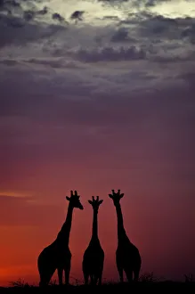 Giraffe (Giraffa camelopardalis) three standing together, silhouetted at dusk, Okavango Delta Giraffe (Giraffa camelopardalis) three standing together, silhouetted at dusk, Okavango Delta