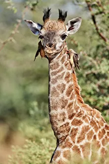 Okavango Delta Gallery: Giraffe (Giraffa camelopardalis angolensis) calf, aged 6 weeks
