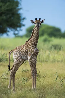 Giraffe (Giraffa camelopardalis) baby, Marakele Private Reserve Giraffe (Giraffa camelopardalis) baby, Marakele Private Reserve