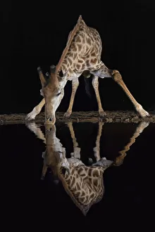 Giraffe (Giraffa camelopardalis) drinking at night, Zimanga private game reserve Giraffe (Giraffa camelopardalis) drinking at night, Zimanga private game reserve