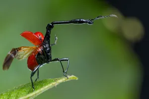 Giraffe weevil (Trachelophorus giraffa) Andasibe-Mantadia National Park, Moramanga Giraffe weevil (Trachelophorus giraffa) Andasibe-Mantadia National Park, Moramanga