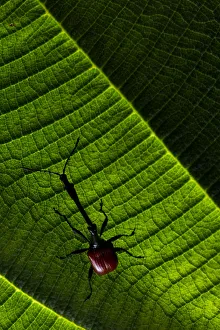 Giraffe weevil (Trachelophorus giraffa) Andasibe-Mantadia National Park, Moramanga Giraffe weevil (Trachelophorus giraffa) Andasibe-Mantadia National Park, Moramanga