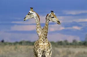 Images Dated 7th May 2003: Giraffes (one or two?) {Giraffa camelopardalis} Etosha NP, Namibia. Double headed