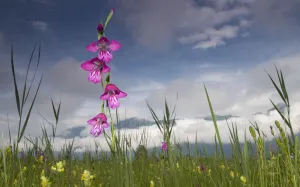 Images Dated 24th June 2009: Gladiolus (Gladiolus palustris) flowering in meadow, Liechtenstein, June 2009 WWE BOOK