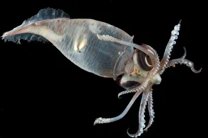 Glass squid {Teuthowenia megalops}, Mid-Atlantic Ridge, North Atlantic Ocean Glass squid {Teuthowenia megalops}, Mid-Atlantic Ridge, North Atlantic Ocean