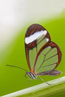 Glasswing butterfly (Greta oto) resting on leaf. Captive Glasswing butterfly (Greta oto) resting on leaf. Captive