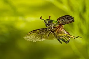 Glorious scarab (Chrysina gloriosa) flying, Brewster County, Texas, USA Glorious scarab (Chrysina gloriosa) flying, Brewster County, Texas, USA
