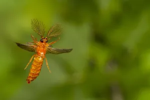Glowworm beetle (Phengodes sp.) male flying, Tuscaloosa County, Alabama Glowworm beetle (Phengodes sp.) male flying, Tuscaloosa County, Alabama