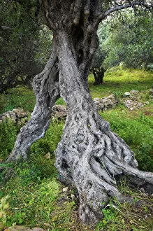 Wild Wonders of Europe 4 Gallery: Gnarled trunk of an Olive tree (Olea europea) Kolimvaro, Crete, Greece, April 2009