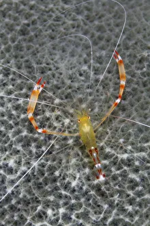 Golden coral shrimp (Stenopus scutellatus), Cienaga de Zapata National Park Golden coral shrimp (Stenopus scutellatus), Cienaga de Zapata National Park