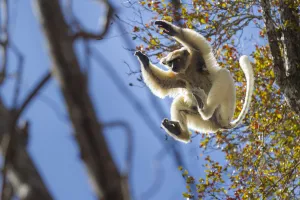 Golden-crowned Sifaka (Propithecus tattersalli) leaping through forest canopy. Forests Golden-crowned Sifaka (Propithecus tattersalli) leaping through forest canopy. Forests