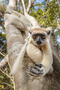 Golden-crowned Sifaka or Tattersalls Sifaka (Propithecus tattersalli) climbing Golden-crowned Sifaka or Tattersalls Sifaka (Propithecus tattersalli) climbing